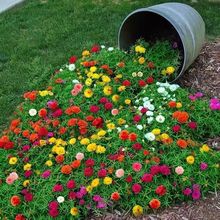 1万粒太阳花种子重瓣混色松叶牡丹花卉种子室内阳台盆栽花种籽