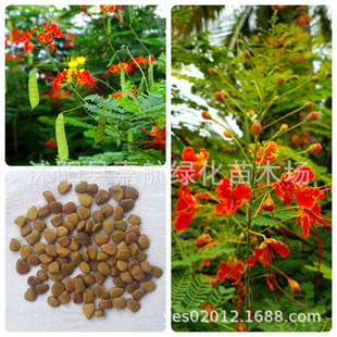 ���F�� ����P�N�� ���P�� ͐���� �S���� �S���P ͐�s���N�t���