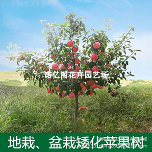 �������O������t��ʿ�O����t���O��ͥԺ�Nֲ�����O���箔��Y��