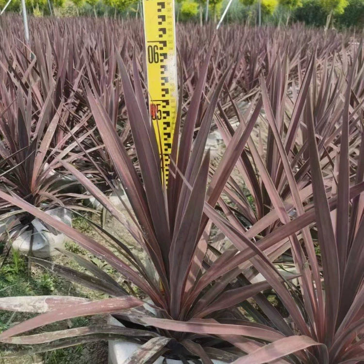 Австралийский Zhujiao, двухгаллонный цветочный зеркальный растительный двор, зеленение общественного парка, зеленение Австралийский Zhujiao, рассада с цветочным зеркалом