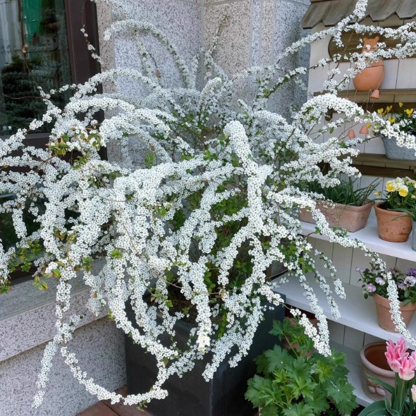 喷雪花树苗黄金喷泉 盆栽 雪柳喷雪花