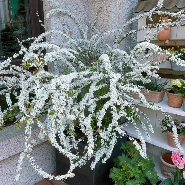 Саженцы снежного дерева, золотой фонтан, растения в горшках, снежная ива, распускающая снежные цветы