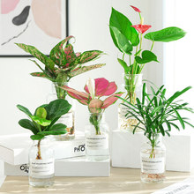 ˮ��ˮ�Bֲ��Gֲ�����҃Ⱥ��B��G�}������ⴺ��С������������