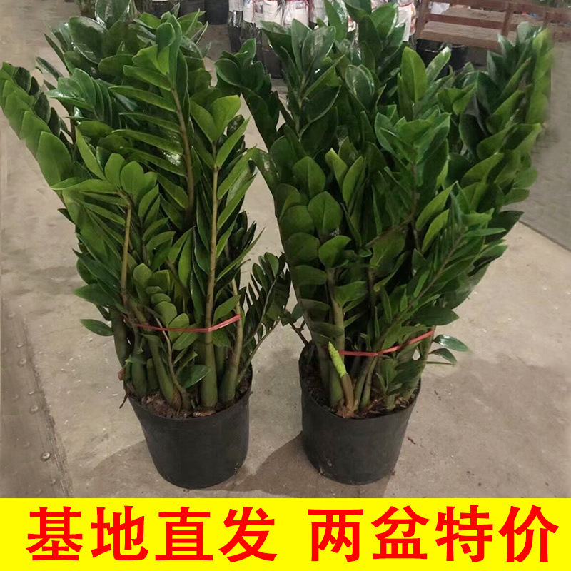 Large Potted Money Tree Indoor Plant for Living Room, Money String Air Purifying Office Desktop Green Plant Money Tree