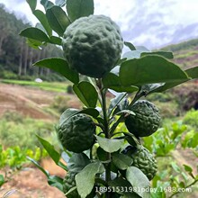 ̩����Ƥ���ʘ�����ʹ�������ɏ�������R������̨���Թ�����