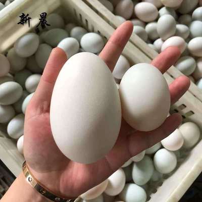 Duck&#39;s egg Dabie Mountains specialty fresh fresh Stocking White and green 20/30 Replacement of package