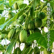 拇指西瓜种子小型西瓜种籽四季春季秋冬季阳台盆栽水果农家蔬菜孑