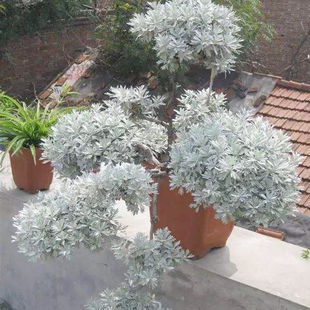 ܽ�ؾջ����в�ș�Gֲ���������̨�ļ��B�ͺ����ʳ��ѩ��