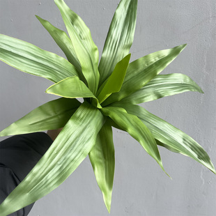 ����Gֲ15�~�����F���~���k�����bGɫֲ�����ľ�쾰�b[�O