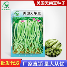 美国无架豆种子四季豆种籽不搭架豆角种孑豇豆种籽蔬菜籽厂家批发