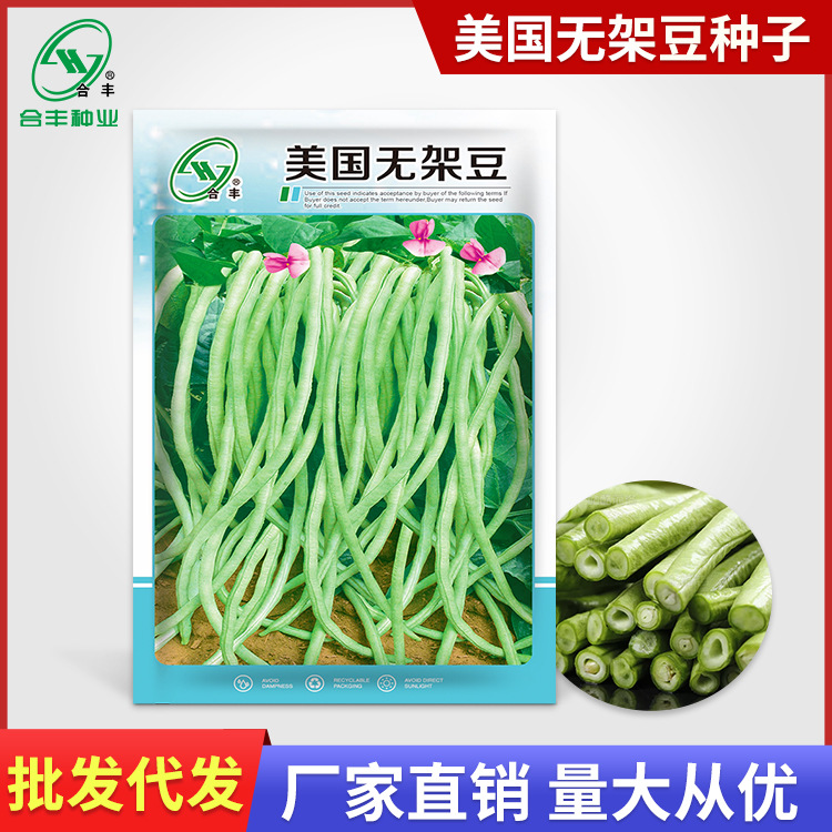 美国无架豆种子四季豆种籽不搭架豆角种孑豇豆种籽蔬菜籽厂家批发