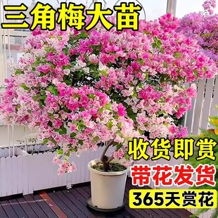 Bougainvillea Potted Plant Blooms in All Seasons, Green Zhanghong Cherry Climbing Vine Plant, Flower Sapling, Old Pile, Cold-Resistant, Easy to Feed Indoors