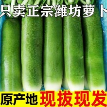 水果萝卜冰淇淋甜脆水果型生吃正宗潍坊青萝卜现拔凤梨紫美人萝卜