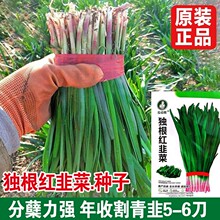 �����t�²˷N�����ļ��ϸ�ѩ������탲˲˷N�����̨�����߲˷N��