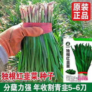 �����t�²˷N�����ļ��ϸ�ѩ������탲˲˷N�����̨�����߲˷N��