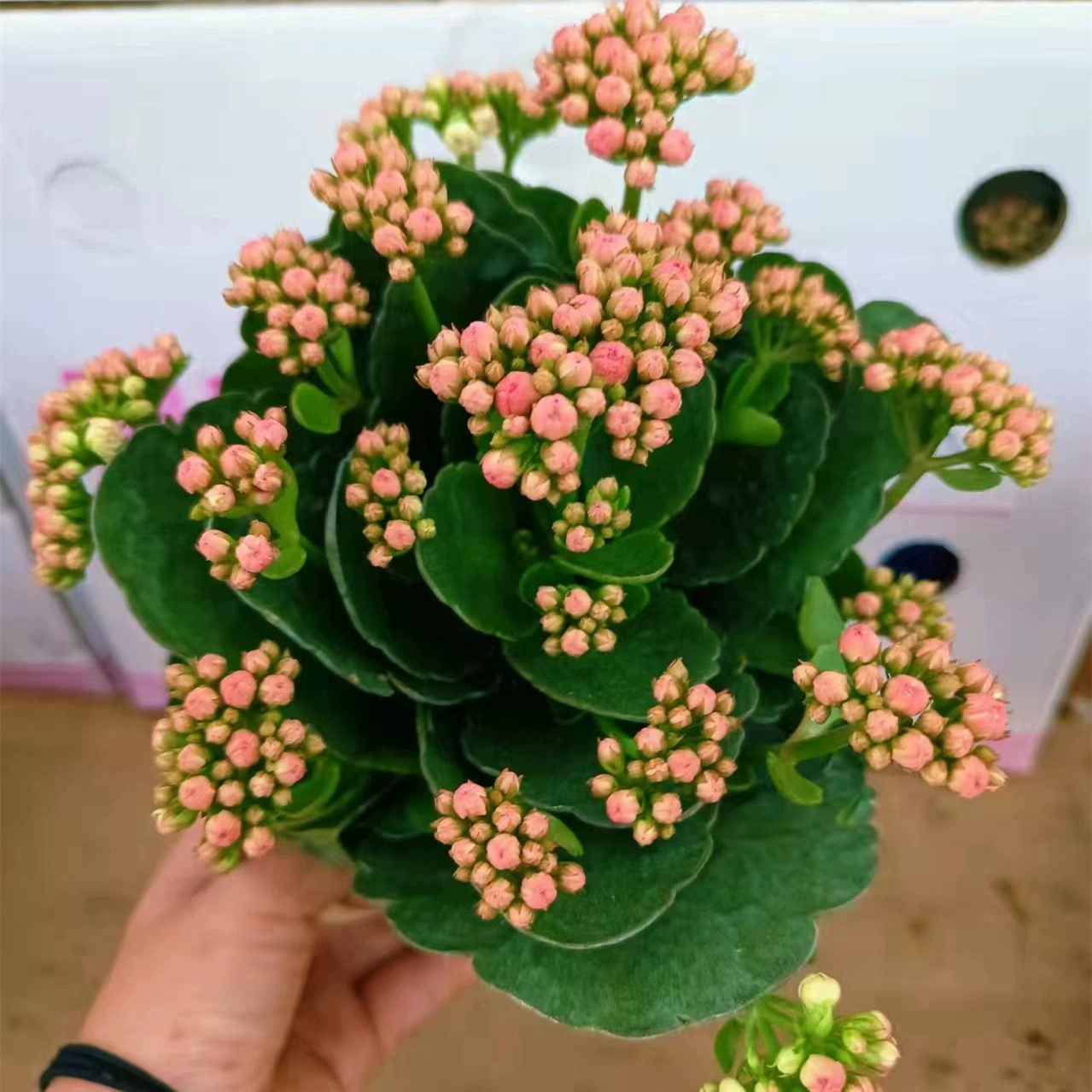 120 # Разноцветные данхоэ в горшке с двойным лепестком большой цветок Старый ворс Four Seasons цветение в помещении хорошие живые цветы растение