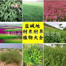 |ݷNͺ}|||éɽƤ߅;Go¹