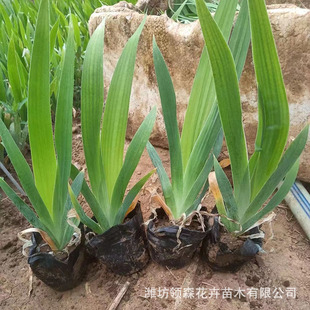 Courtyard Park Garden Aquatic Iris Ground Cover Plant Blue Phalaenopsis Wetland Landscape Blue Flower Iris Potted Plant