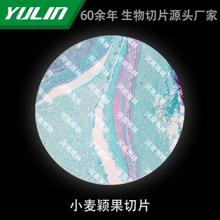 Wheat Yingguo Sliced Biological Microscope Specimen Animal and Plant Cell Slides Observation Experimental University