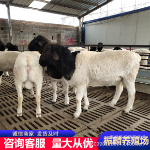 �ڰ��^�Ų�����ĸ�������u�Ų��d��r�� �ṩ�d���Bֳ