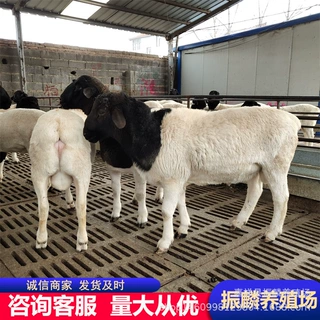黑白头杜泊怀孕母羊哪里卖杜泊绵羊价格 提供绵羊养殖