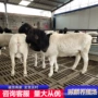 怀孕杜泊养殖提供母羊