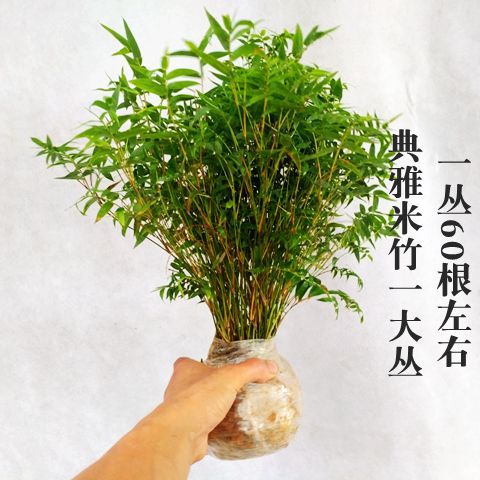 우아한 쌀 대나무의 큰 무리