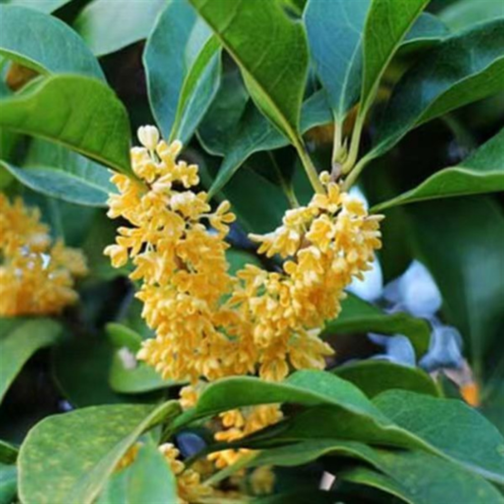 朱砂桂花树苗花卉盆栽四季常青日香桂浓香型耐寒庭院阳台南北方种