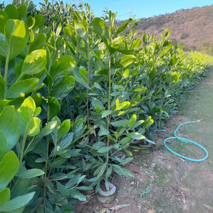 Supply of Large-Leaf Acacia, Preferred for Reforestation, 1.5- 2m High Bag Seedlings, Fast-Growing Trees, and Woody Plants