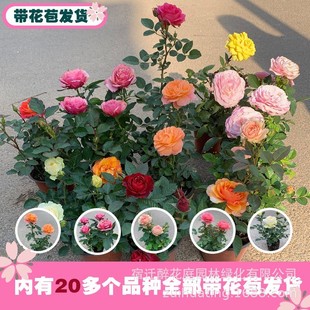 Розовые цветы специальные большие цветы, много -глальные маленькие горшки, розовый сок балкон балкон -саженцы розы