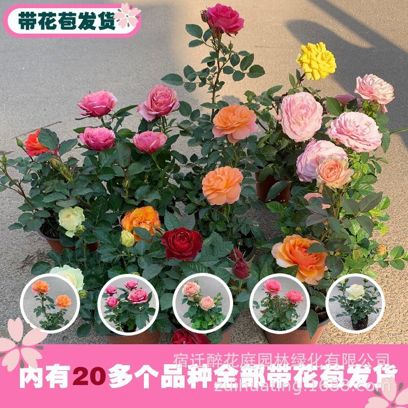 Цветок розы, очень большой цветок, многоголовый, небольшой горшок, сок розы, балконные розы, саженцы, вьющиеся растения, цветение в любое время года