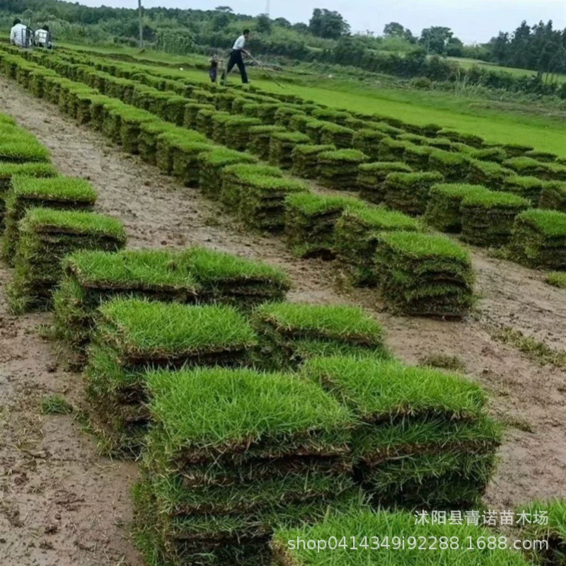 База прямых продаж реальный газон Манила фрукты зеленая трава двор озеленение проект газон количество скидка