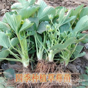Strawberry Seedlings All Year Round Milk Zhangji Cream Red Strawberry Seedlings Potted Plants North and South Planting Greenhouse Edible Seedlings
