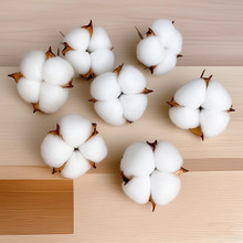 定制天然干花棉花头 DIY手工艺品居家装饰摄影道具白色单头棉花朵