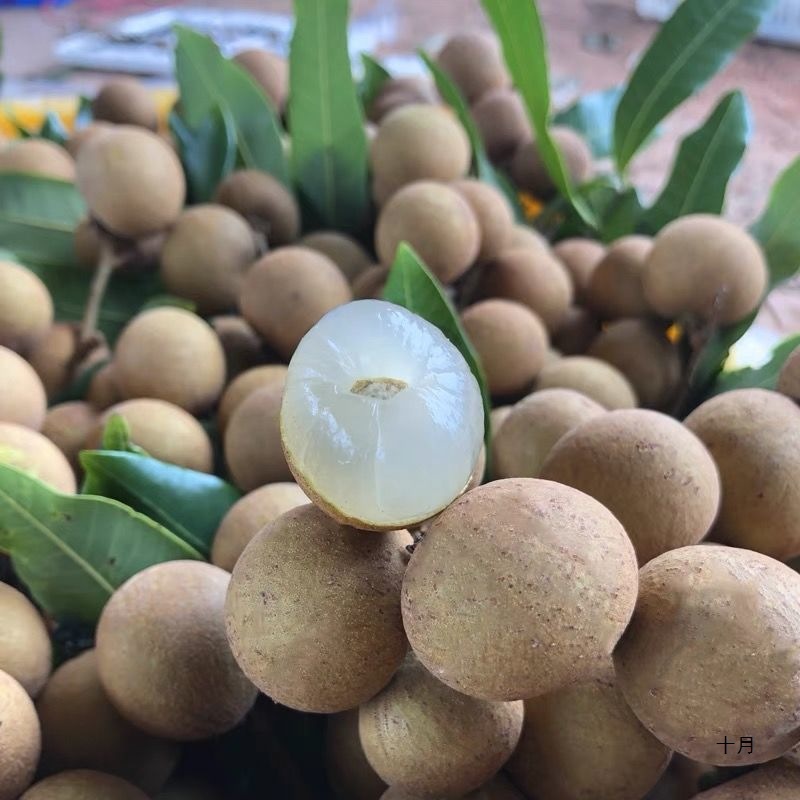 SF Express Air Shipped Longan Freshly Picked Guiyuan Guangdong Gaozhou Shixia Chuliang Longan Ultra Sweet Whole Box Fruit Factory