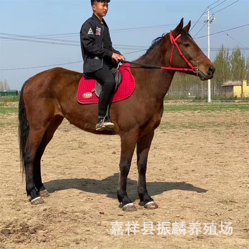 适合打比赛的马匹跑马赛马种马哪里有马圈阿拉伯马活马骑马