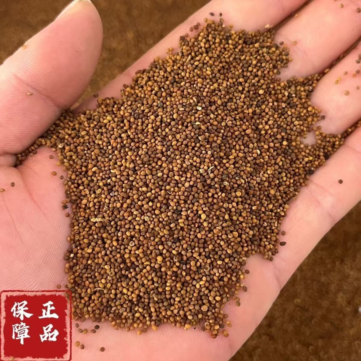 Dried Cuscuta Seed Tu Si Zi 500g Whole Chinese Dodder Seed for Decoction and Culinary Use preparation