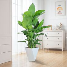 �����B�Gֲ�͏d�҃Ⱥ��B���ͻ��ܾGֲ�k�����p�ݾGɫֲ���Q���m