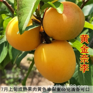 �S���η�����������Ե�����÷�㙉����ϱ����Nֲ���A��޽ӹ���