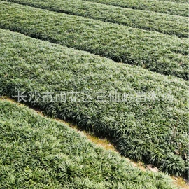 乔木;灌木;盆景