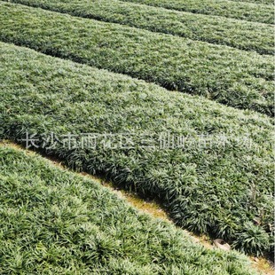 Direct Selling Direct Selling Dwarf Ophiopogon Japonicus Yulongcao Japanese Dwarf Ophiopogon Japonicus Dwarf Ophiopogon Japonicus Evergreen Ground Cover Plant
