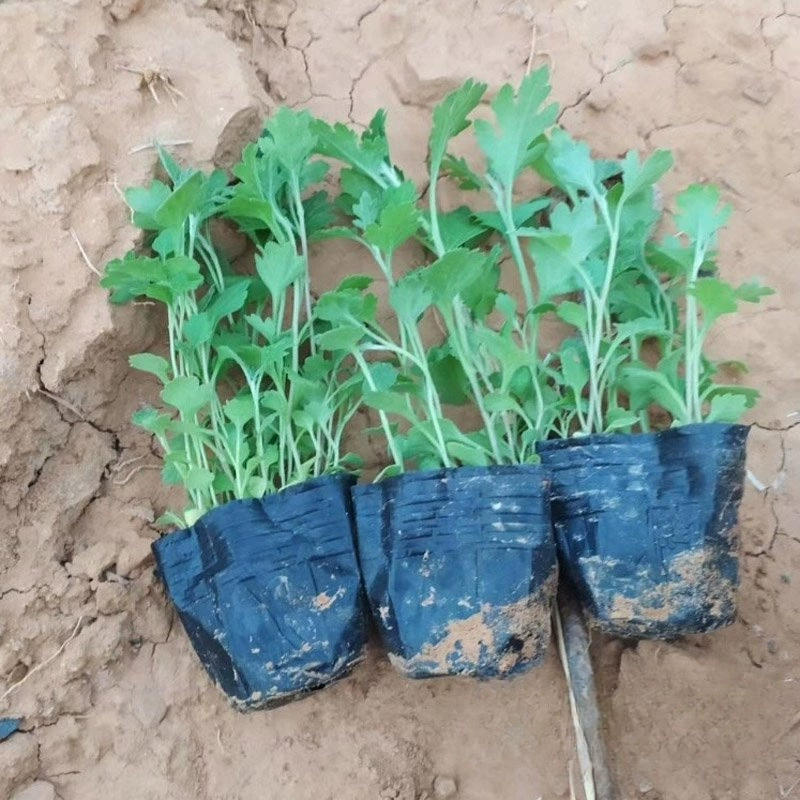 Происхождение оптом почвенный покров Хризантема маленькая чашка выживаемость рассады высокая цена источника многолетний цветочный пейзаж цветок море