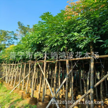 �V�|��ֲ���ϼt�����ϲ˶��G����ľ�˶����е���G�����b�������