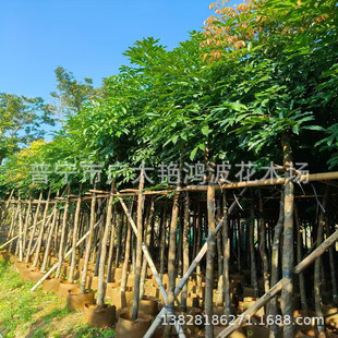 �V�|��ֲ���ϼt�����ϲ˶��G����ľ�˶����е���G�����b�������