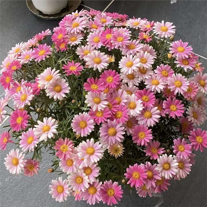 Semillas de margarita, semillas de margarita, perennes, nuevos tipos de flores de balcón interior, jardín