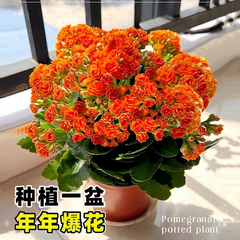 Flores de larga vida en maceta de doble pétalo, zorro dorado, gran flor con brotes de flores y plántulas, flores de interior en todas las estaciones, fáciles de cultivar.