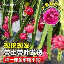 红心火龙果树果苗海南新鲜四季南北方种植盆栽阳台庭院嫁接果树苗