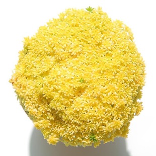 Golden Wannian Grass Fleshy Plant Potted Meat Novice Plant Office Green Planting Yunnan High-end Fleshy
