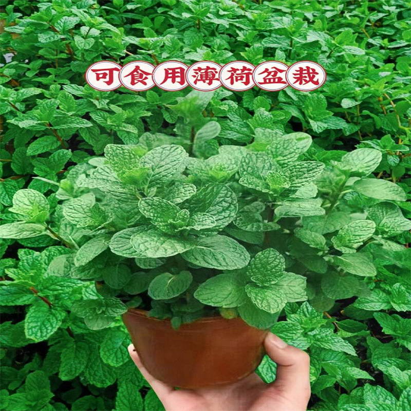 Mint potted hydroponic plant mosquito repellent edible lemon mint leaves rosemary indoor mosquito repellent large pot green plant Mint potted hydroponic plant mosquito repellent edible lemon mint leaves rosemary indoor mosquito repellent large pot green plant