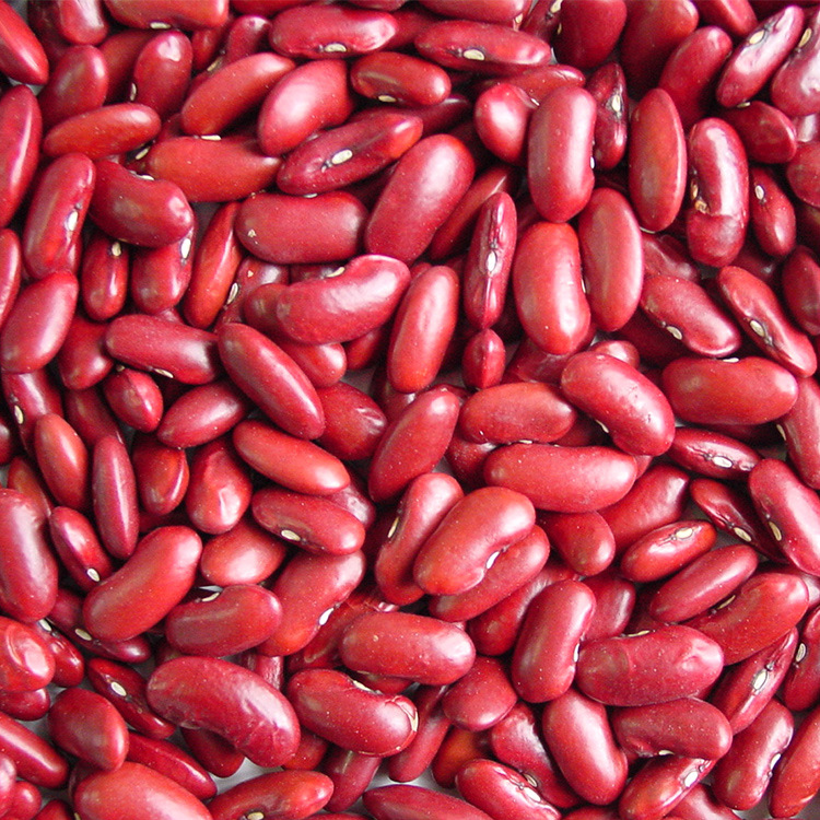 红芸豆50斤装 特产大红豆红腰豆红芸豆红豆新货芸豆煲粥五谷杂粮